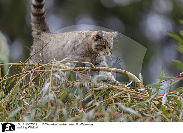 laufende Wildkatze / walking Wildcat / PW-07309