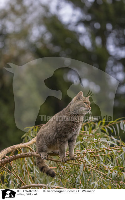 sitzende Wildkatze / sitting Wildcat / PW-07318