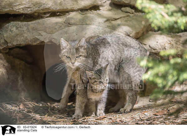 stehende Katzen / standing Cats / IG-01924