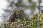 sitting Wildcat