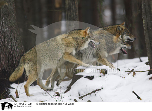 Wlfe im Schnee / wolves in snow / MAZ-01921