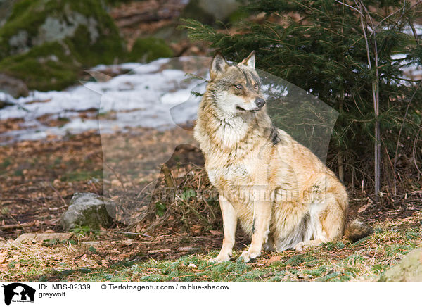 Europischer Wolf / greywolf / MBS-02339
