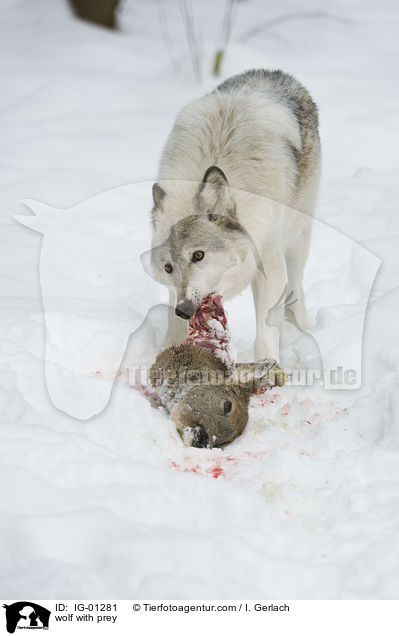 Wolf mit Beute / wolf with prey / IG-01281