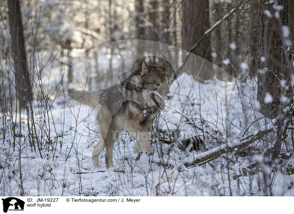 Wolfshybrid / wolf hybrid / JM-19227