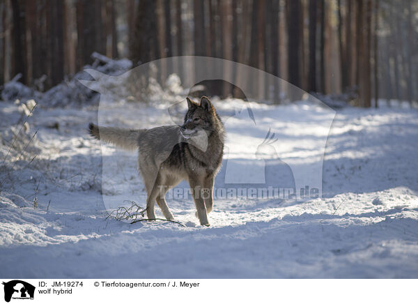 Wolfshybrid / wolf hybrid / JM-19274