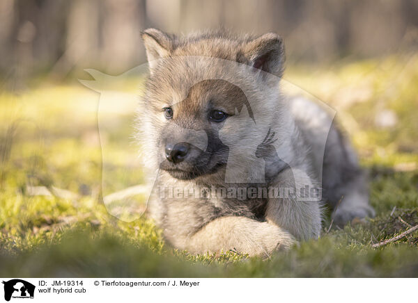 wolf hybrid cub / JM-19314