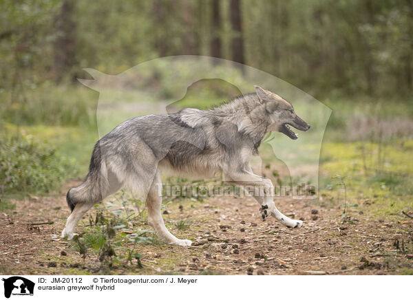 Eurasischer Grauwolf Hybrid / eurasian greywolf hybrid / JM-20112