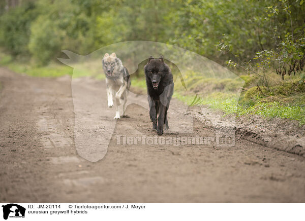 Eurasische Grauwolf Hybriden / eurasian greywolf hybrids / JM-20114