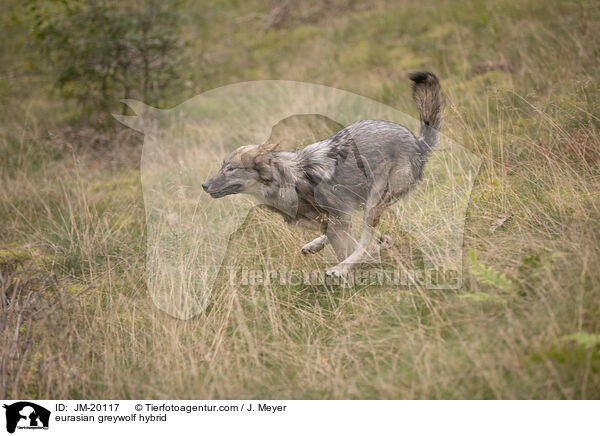 Eurasischer Grauwolf Hybrid / eurasian greywolf hybrid / JM-20117