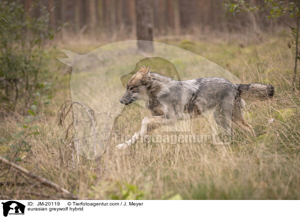 Eurasischer Grauwolf Hybrid / eurasian greywolf hybrid / JM-20119