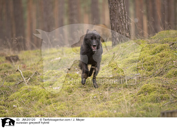 Eurasischer Grauwolf Hybrid / eurasian greywolf hybrid / JM-20120