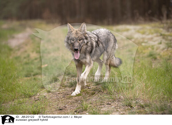 Eurasischer Grauwolf Hybrid / eurasian greywolf hybrid / JM-20122