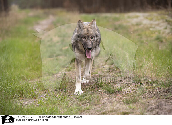 Eurasischer Grauwolf Hybrid / eurasian greywolf hybrid / JM-20123