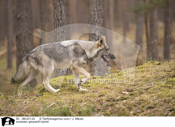 Eurasischer Grauwolf Hybrid / eurasian greywolf hybrid / JM-20132