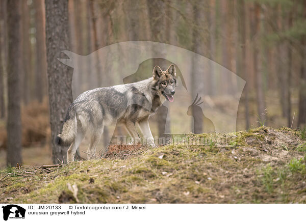 Eurasischer Grauwolf Hybrid / eurasian greywolf hybrid / JM-20133