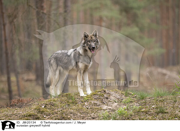 Eurasischer Grauwolf Hybrid / eurasian greywolf hybrid / JM-20134