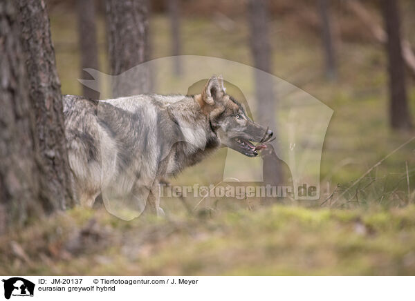 Eurasischer Grauwolf Hybrid / eurasian greywolf hybrid / JM-20137