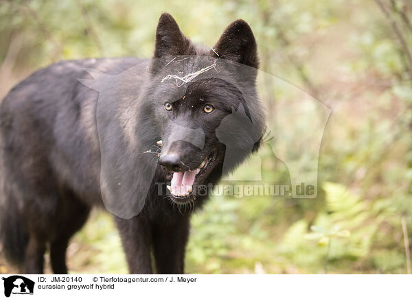 Eurasischer Grauwolf Hybrid / eurasian greywolf hybrid / JM-20140