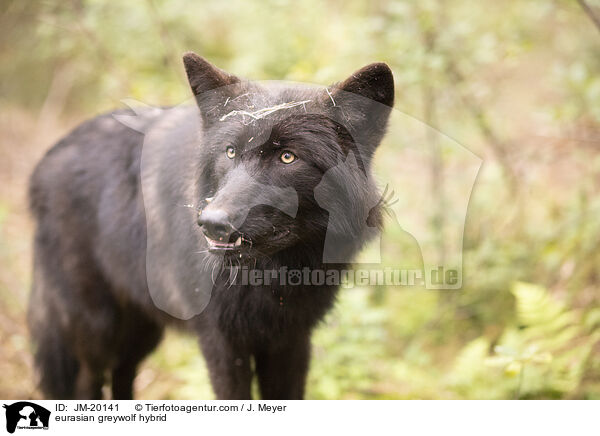 Eurasischer Grauwolf Hybrid / eurasian greywolf hybrid / JM-20141