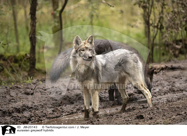 Eurasische Grauwolf Hybriden / eurasian greywolf hybrids / JM-20143