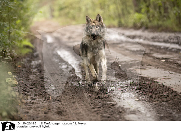 Eurasischer Grauwolf Hybrid / eurasian greywolf hybrid / JM-20145