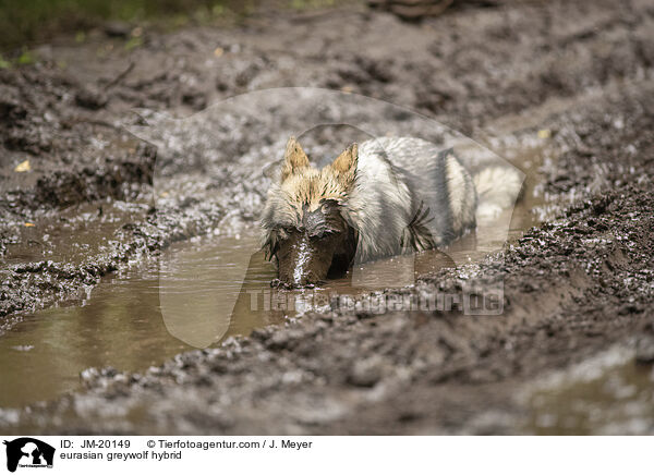 Eurasischer Grauwolf Hybrid / eurasian greywolf hybrid / JM-20149