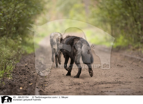 Eurasische Grauwolf Hybriden / eurasian greywolf hybrids / JM-20154