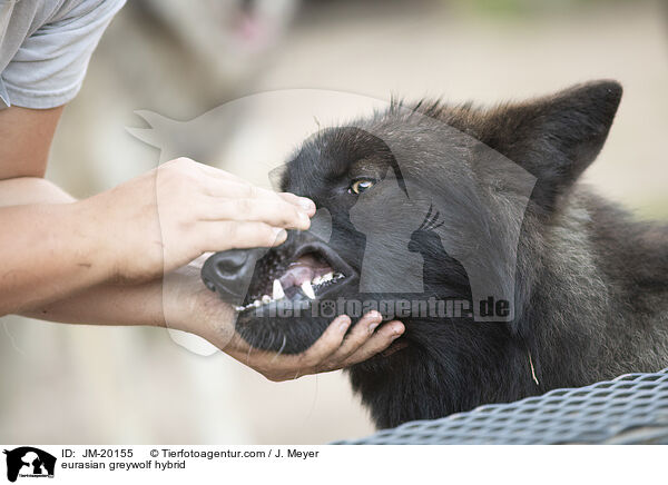 Eurasischer Grauwolf Hybrid / eurasian greywolf hybrid / JM-20155