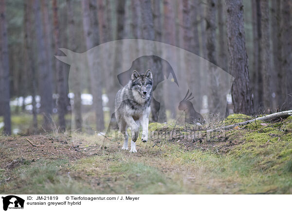 Eurasischer Grauwolf Hybrid / eurasian greywolf hybrid / JM-21819