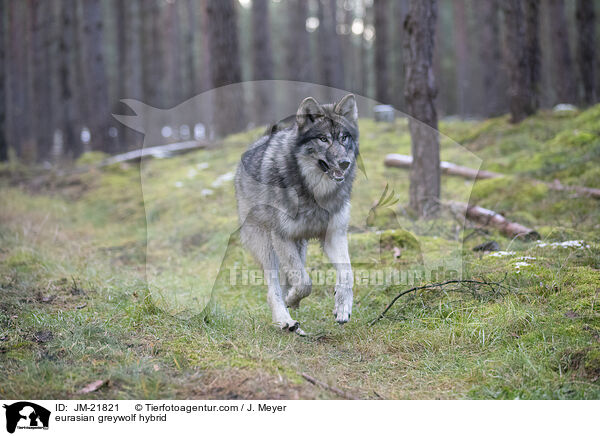 Eurasischer Grauwolf Hybrid / eurasian greywolf hybrid / JM-21821