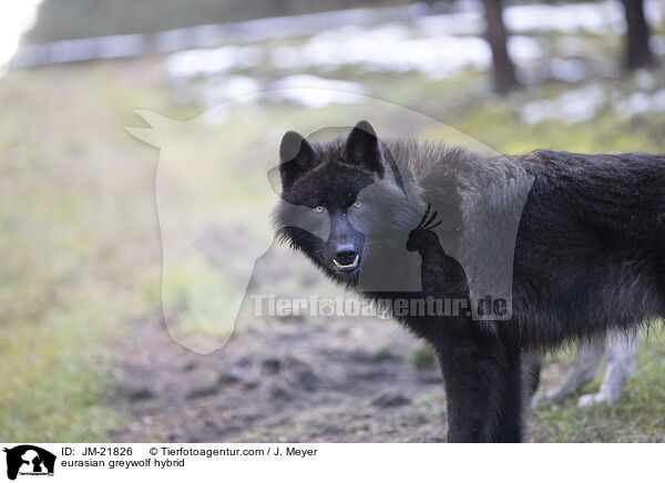 Eurasischer Grauwolf Hybrid / eurasian greywolf hybrid / JM-21826