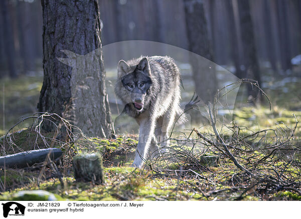 Eurasischer Grauwolf Hybrid / eurasian greywolf hybrid / JM-21829