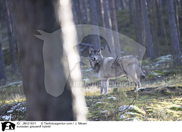 Eurasischer Grauwolf Hybrid / eurasian greywolf hybrid / JM-21831