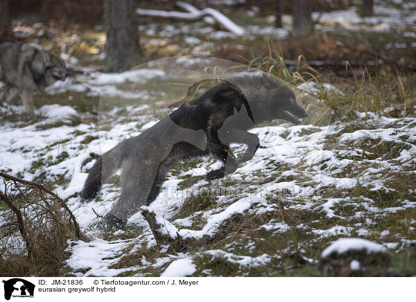 Eurasischer Grauwolf Hybrid / eurasian greywolf hybrid / JM-21836