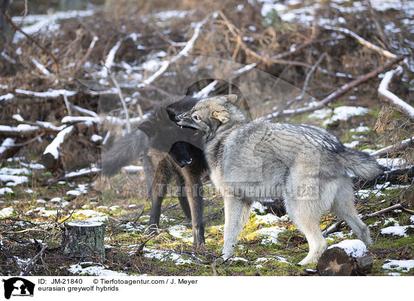 Eurasische Grauwolf Hybriden / eurasian greywolf hybrids / JM-21840