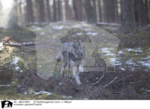 Eurasischer Grauwolf Hybrid / eurasian greywolf hybrid / JM-21842