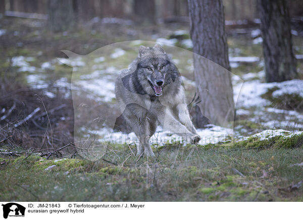 Eurasischer Grauwolf Hybrid / eurasian greywolf hybrid / JM-21843