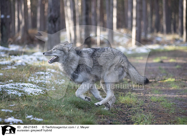 Eurasischer Grauwolf Hybrid / eurasian greywolf hybrid / JM-21845