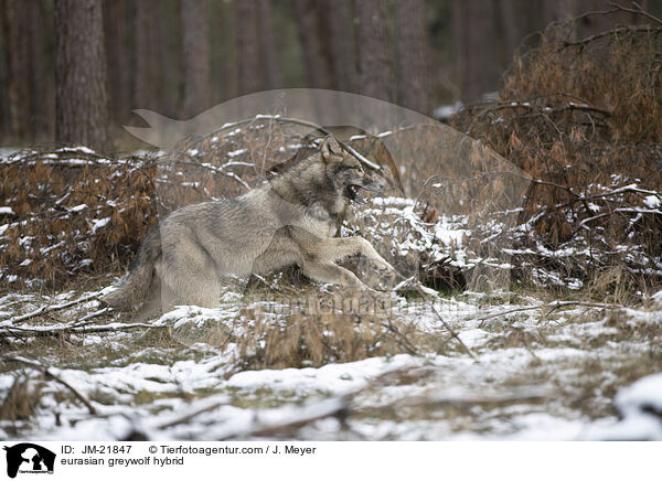 Eurasischer Grauwolf Hybrid / eurasian greywolf hybrid / JM-21847