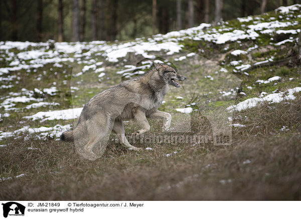 Eurasischer Grauwolf Hybrid / eurasian greywolf hybrid / JM-21849