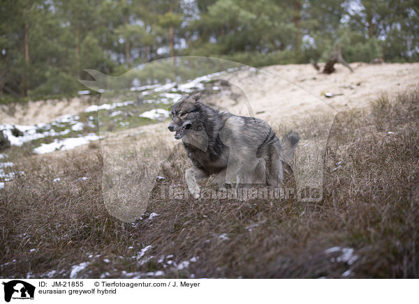 Eurasischer Grauwolf Hybrid / eurasian greywolf hybrid / JM-21855