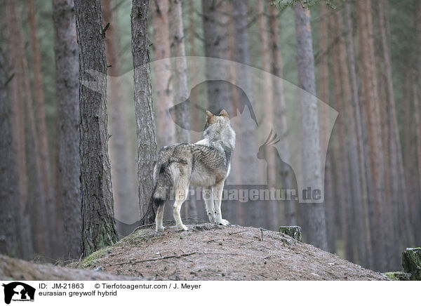 Eurasischer Grauwolf Hybrid / eurasian greywolf hybrid / JM-21863