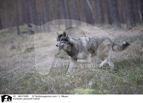 Eurasischer Grauwolf Hybrid / eurasian greywolf hybrid / JM-21866