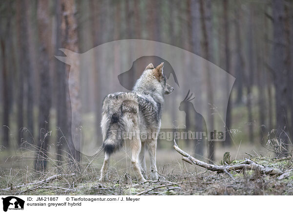 Eurasischer Grauwolf Hybrid / eurasian greywolf hybrid / JM-21867