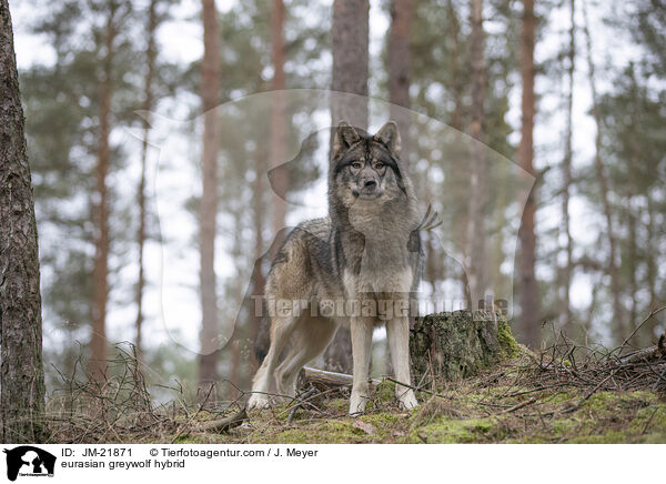 Eurasischer Grauwolf Hybrid / eurasian greywolf hybrid / JM-21871