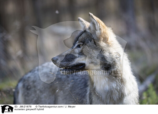 Eurasischer Grauwolf Hybrid / eurasian greywolf hybrid / JM-21876