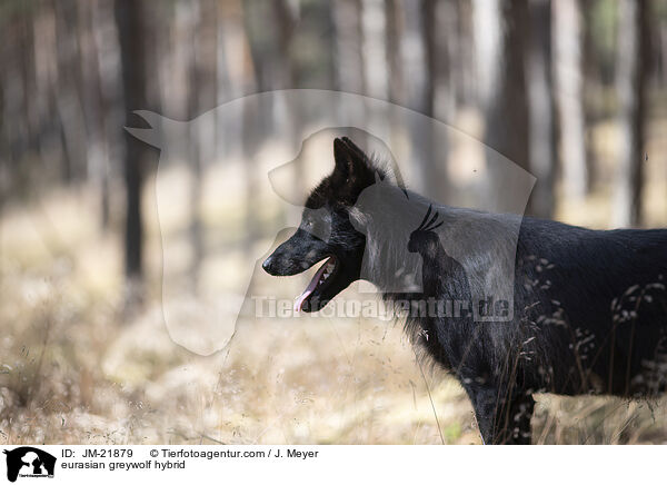 Eurasischer Grauwolf Hybrid / eurasian greywolf hybrid / JM-21879