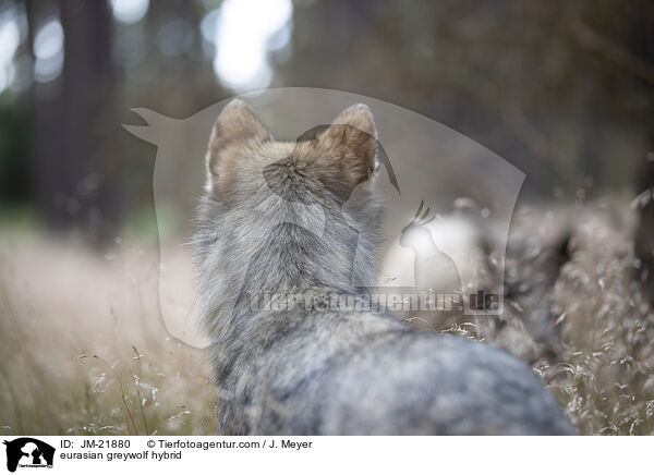 Eurasischer Grauwolf Hybrid / eurasian greywolf hybrid / JM-21880