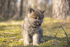 wolf hybrid cub