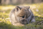 wolf hybrid cub